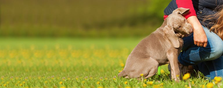 How to Train a Weimaraner to Not Bite
